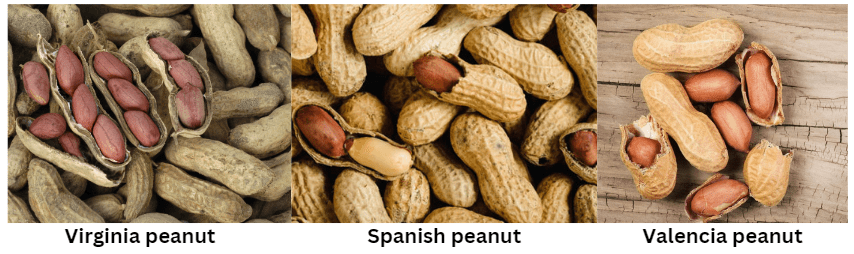 different varieties of peanut seeds 