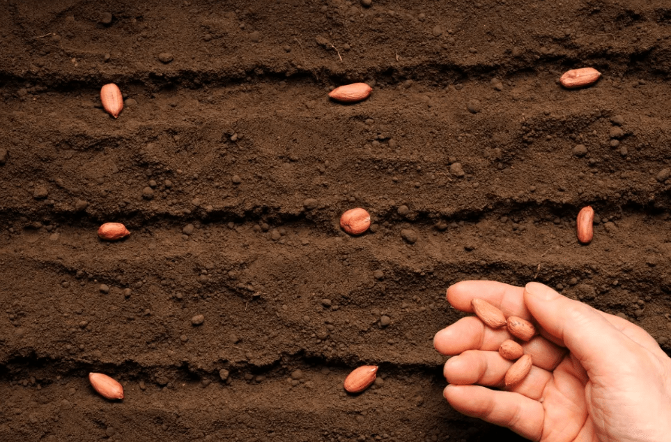  how to plant peanut seeds 