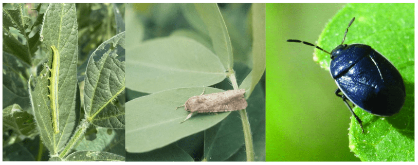 Common pests that affect peanut plants