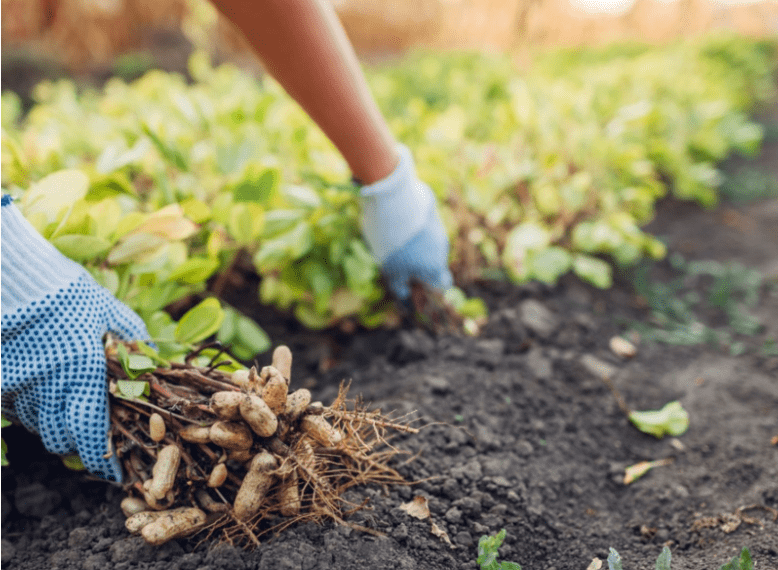 harvesting process 