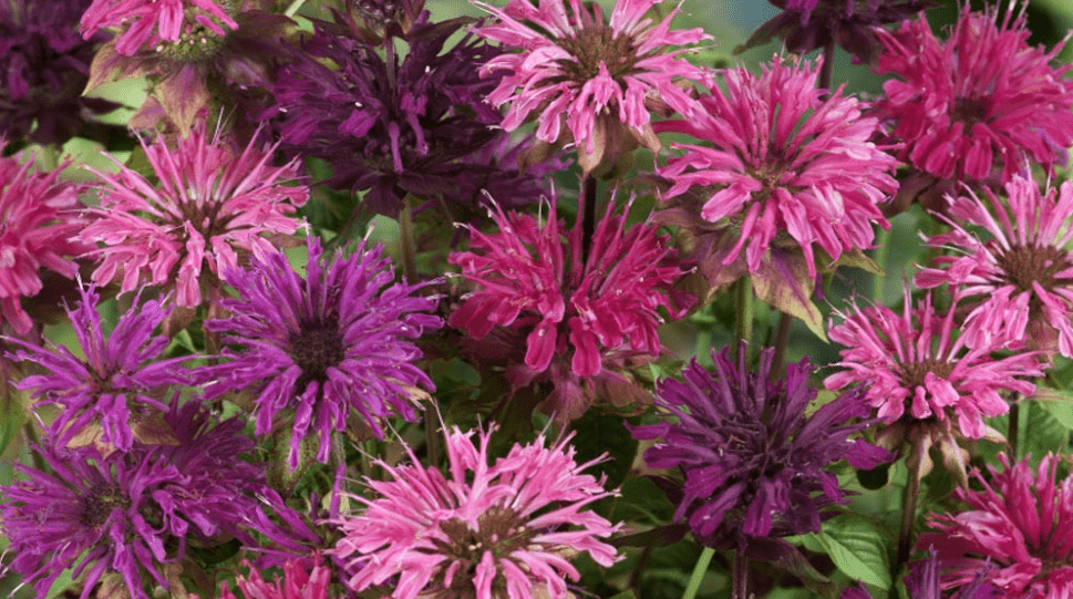 Monarda from Seed