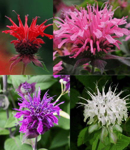 varieties of Monarda