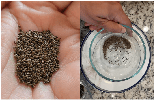 Germinating Monarda seeds indoors