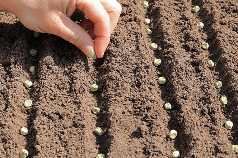 Sowing seeds directly in the soil