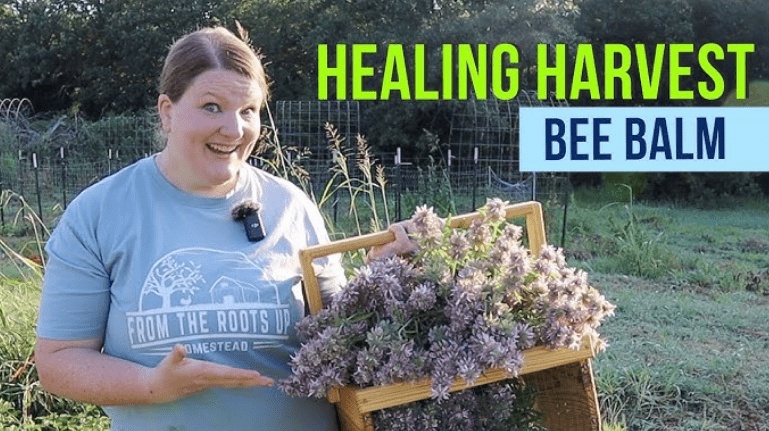 harvest Monarda flowers