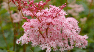 Filipendula