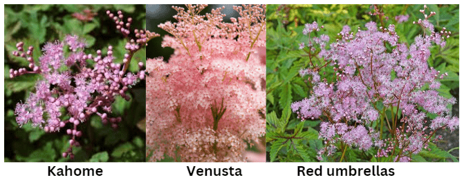 Varieties of Filipendula 