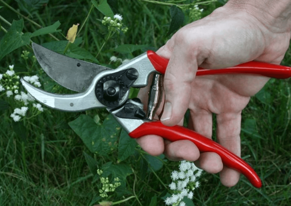 Pruning and Maintenance 