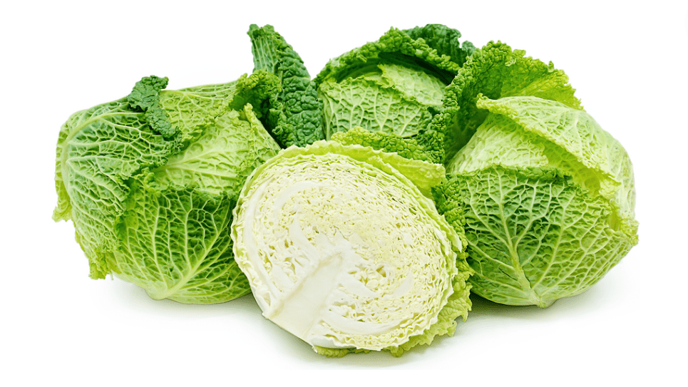 Curly Cabbage