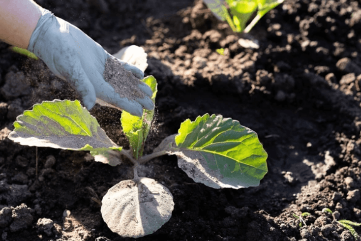 Fertilizing for Curly Cabbage