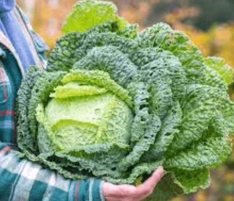 Signs that curly cabbage is ready for harvest