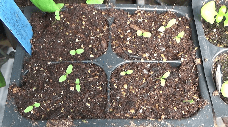 Transplanting seedlings