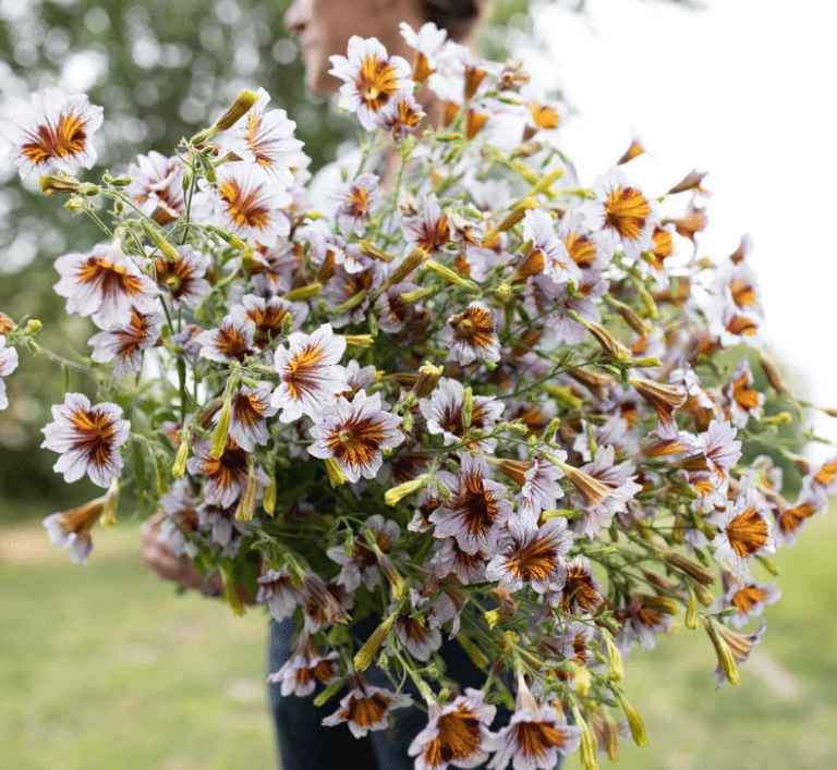 Cutting flowers 