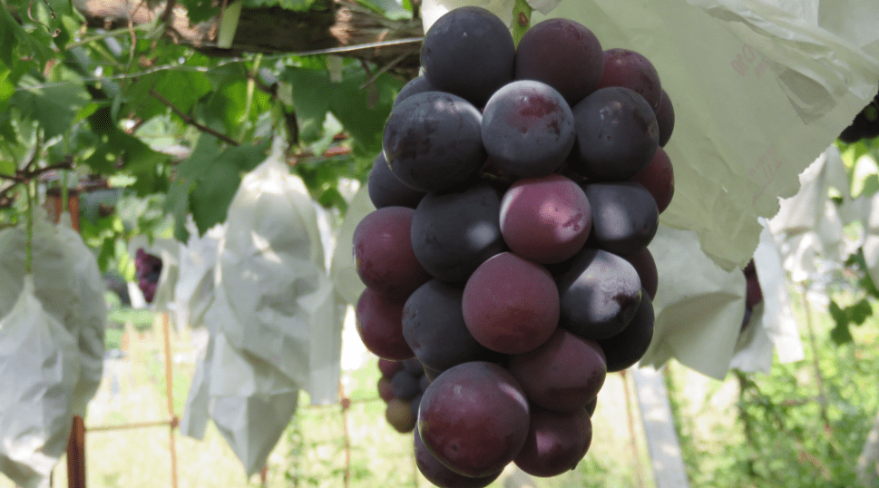 Table Grapes