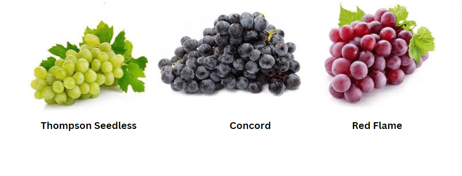 Popular Table Grape Varieties