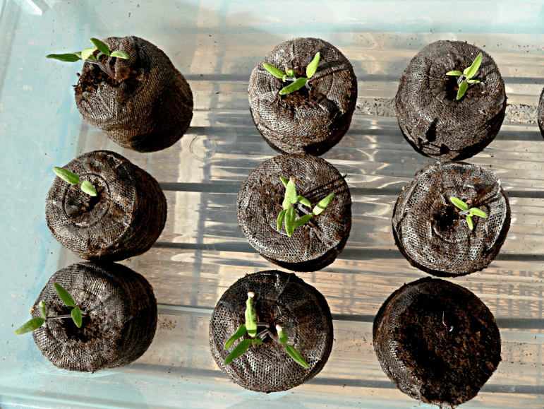 Types of Seeds Suited for Peat Pellets 