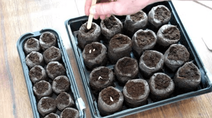 Setting Up the Seed Tray