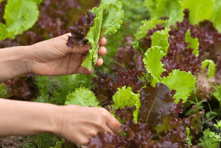 Signs That Your Lettuce is Ready to Harvest