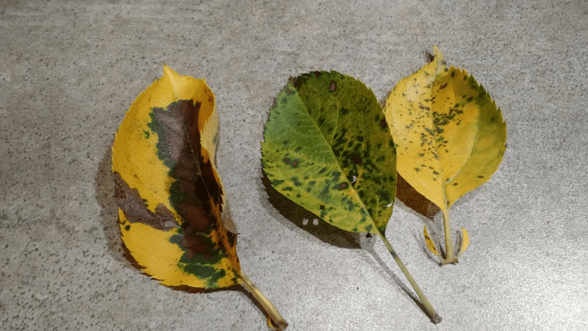 Spots on Leaves