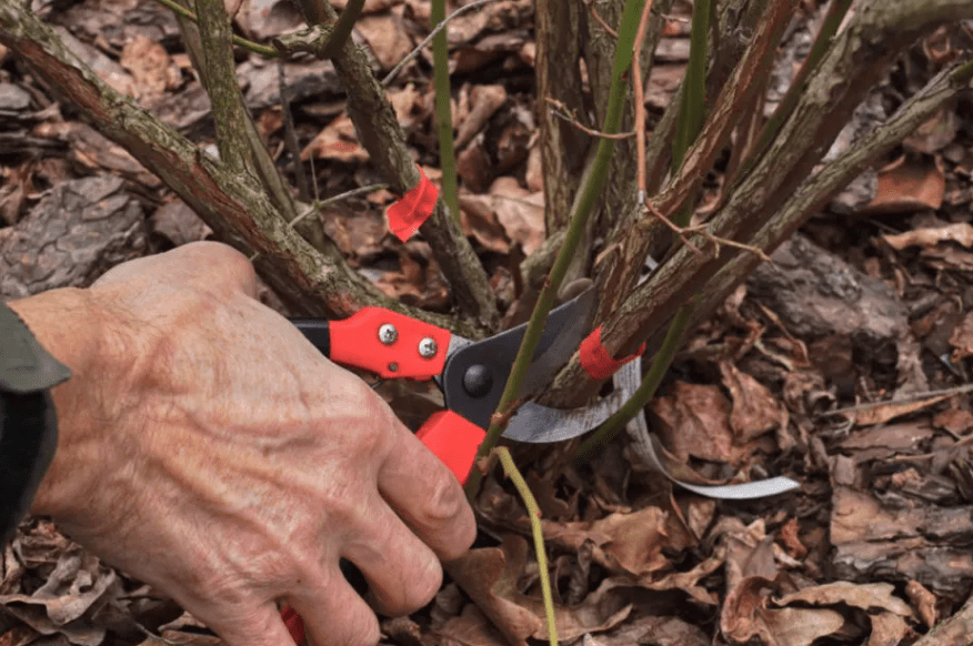 Step-by-Step Pruning Process