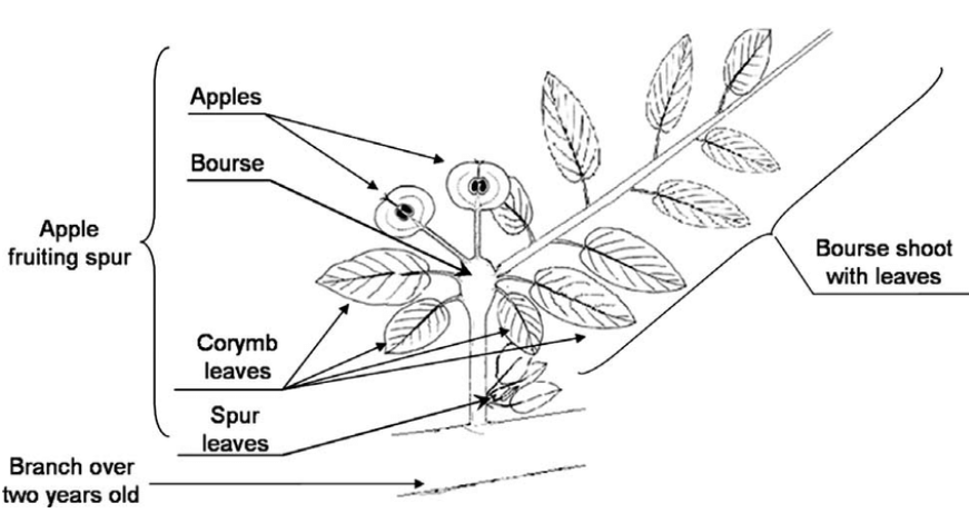 Understanding Apple Tree Leaf Anatomy