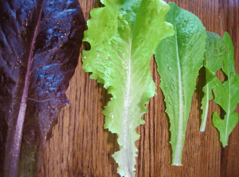 Understanding Different Types of Lettuce