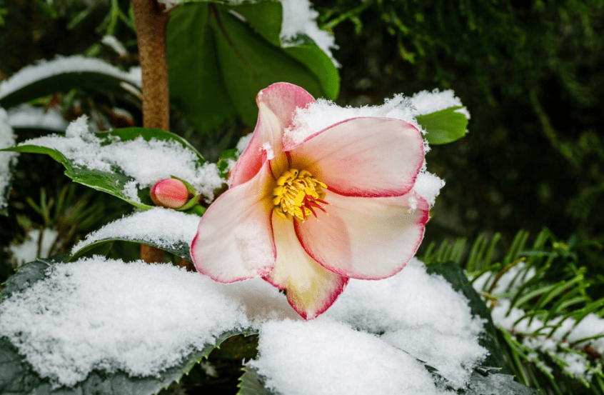 Understanding Hellebore Plants