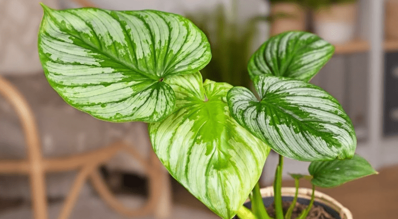 Understanding Philodendrons