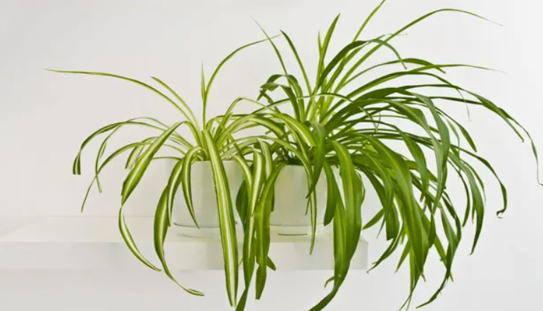 Understanding Spider Plant