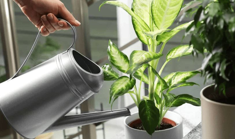 Watering Dieffenbachia