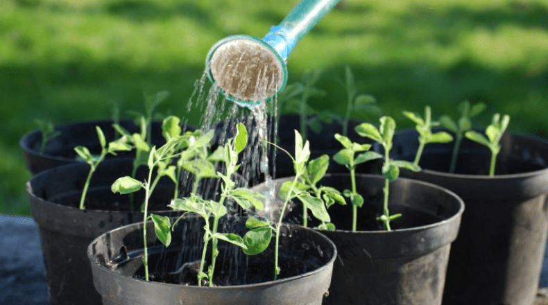 Watering Guidelines