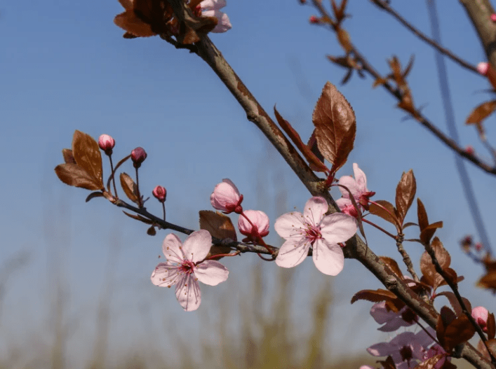 What is Prunus Cerasifera