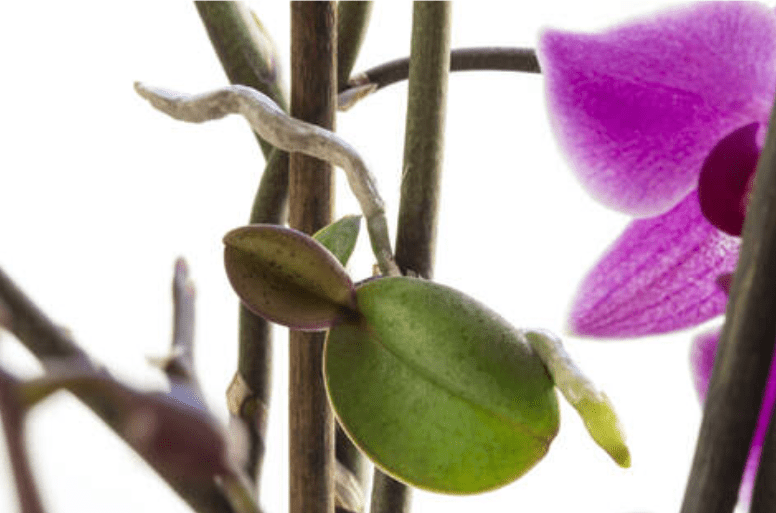 What is an Orchid Keiki