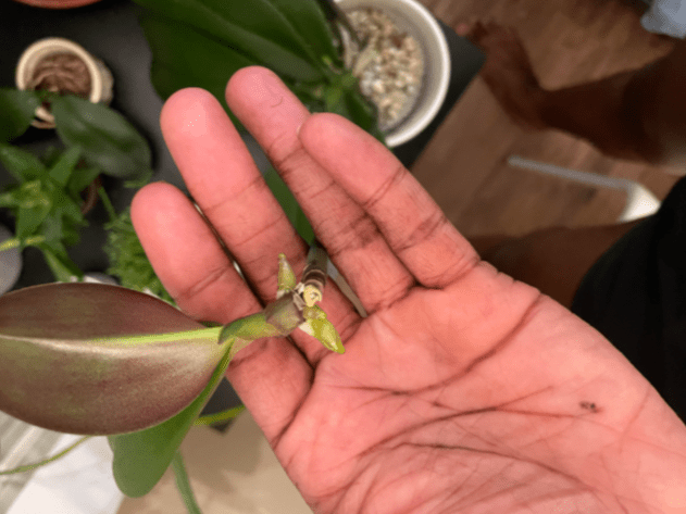 When and How to Remove Orchid Keiki