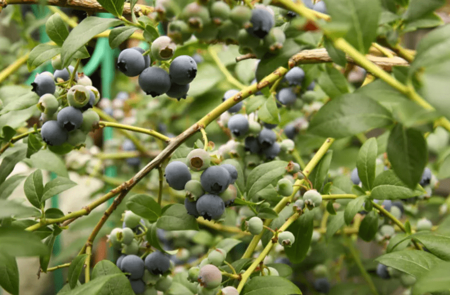 When to Prune Blueberry Bushes