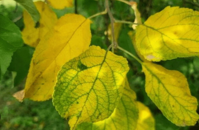 Yellowing Leaves