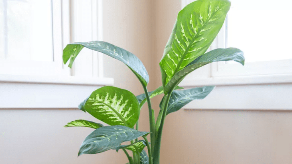 caring for a dieffenbachia