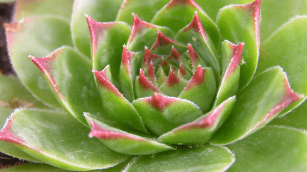 houseleek plant