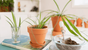 propagate a spider plant