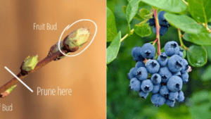 pruning blueberry bushes