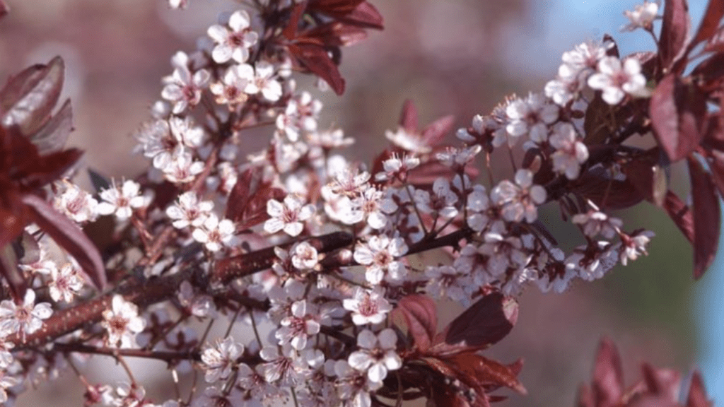 prunus cerasifera