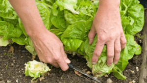 when to harvest lettuce