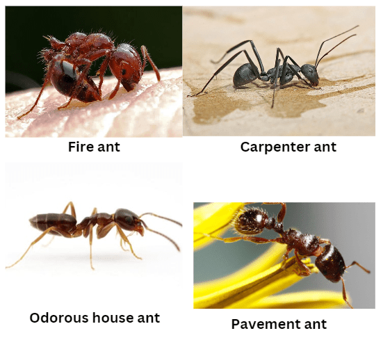 Ant Species Commonly Found in Gardens