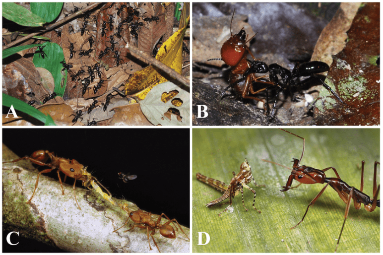 Predatory Behavior of Ants 