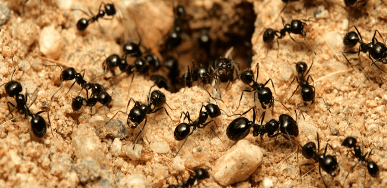 Ants as Soil Engineers 