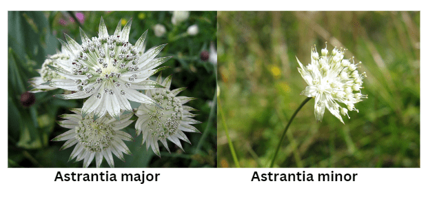 Varieties of Masterwort 