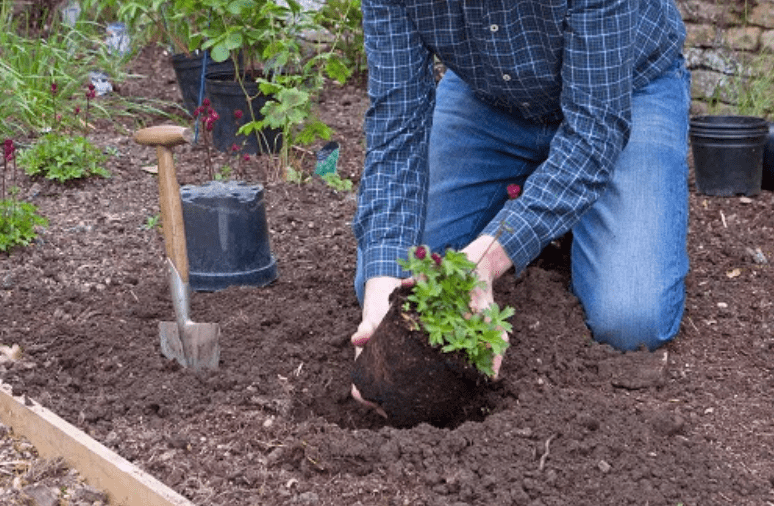 Planting Techniques