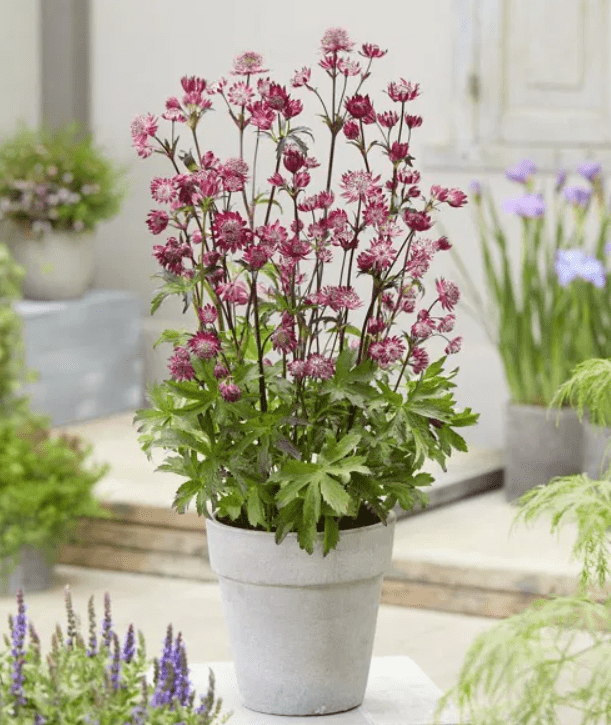  Container Gardening with Masterwort