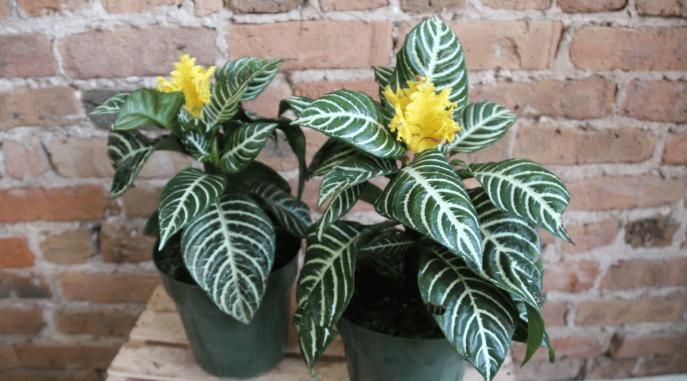 Zebra Plant Flower