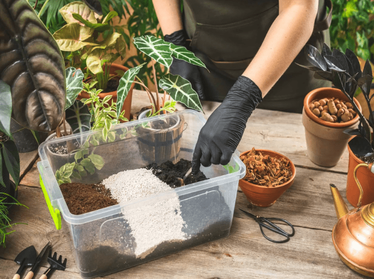 Best Soil Mix for Zebra Plants